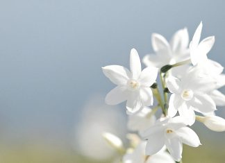 Thërrime urtësie 2