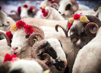 KURBANI, URTËSITË DHE LLOJET E TIJ