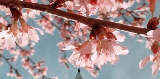 BANORËT E MIRË TË SË NESËRMES!