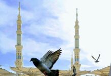 A e njohin kafshët fizikën e fluturimit?