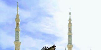 A e njohin kafshët fizikën e fluturimit?