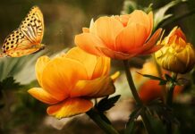 Le të shikojë njeriu nga se është krijuar