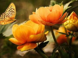 Le të shikojë njeriu nga se është krijuar