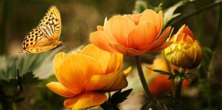 Le të shikojë njeriu nga se është krijuar