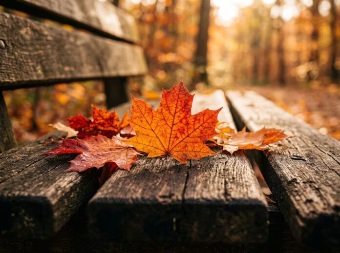 autumn-leaves-wooden-park-bench-forest-fall-season_890859-43100